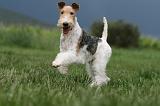 FOX TERRIER 691